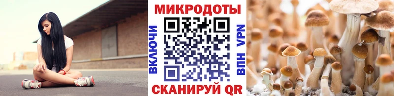 Галлюциногенные грибы Psilocybine cubensis  Купить где  Дагестанские Огни 